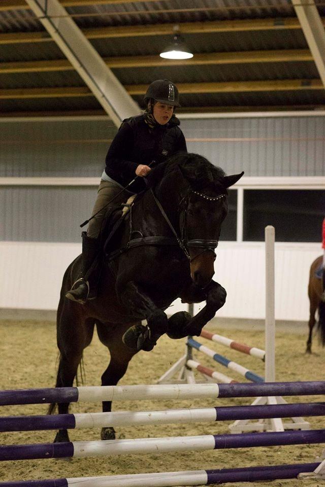 Dansk Varmblod Sieg zack billede 7