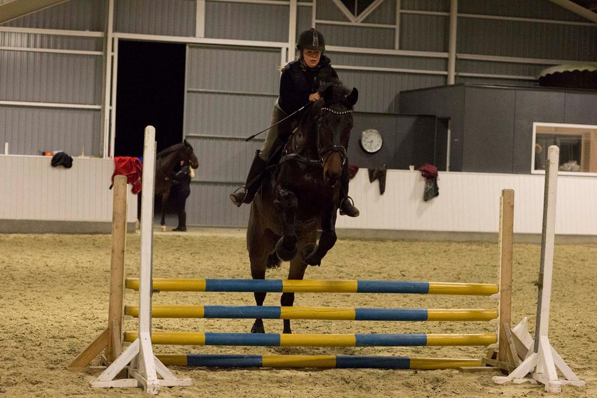 Dansk Varmblod Sieg zack billede 36