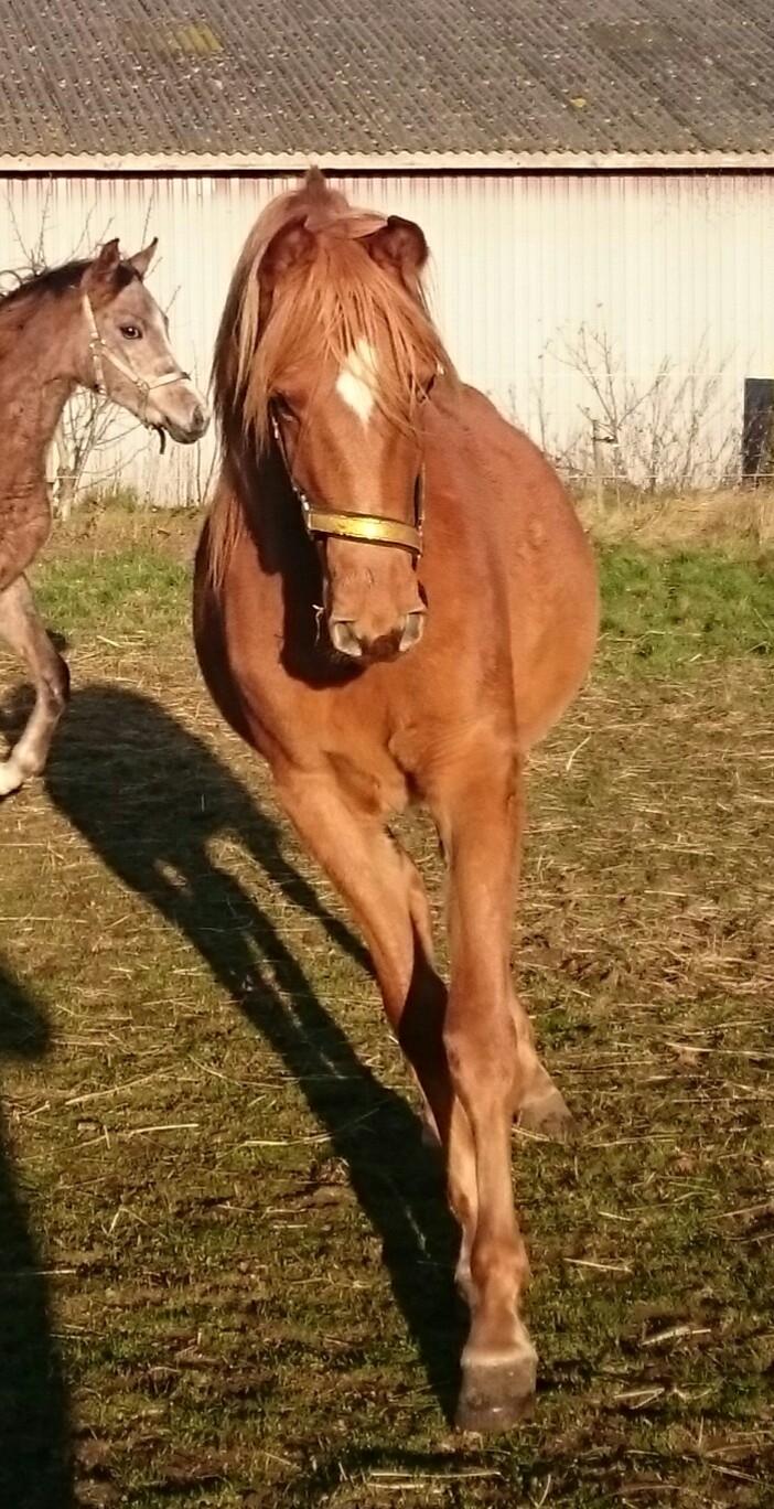 Arabisk fuldblod (OX) Emira bint Gharib ox *SOLGT* billede 32