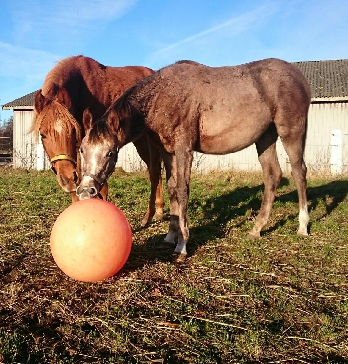 Arabisk fuldblod (OX) Emira bint Gharib ox *SOLGT* billede 33