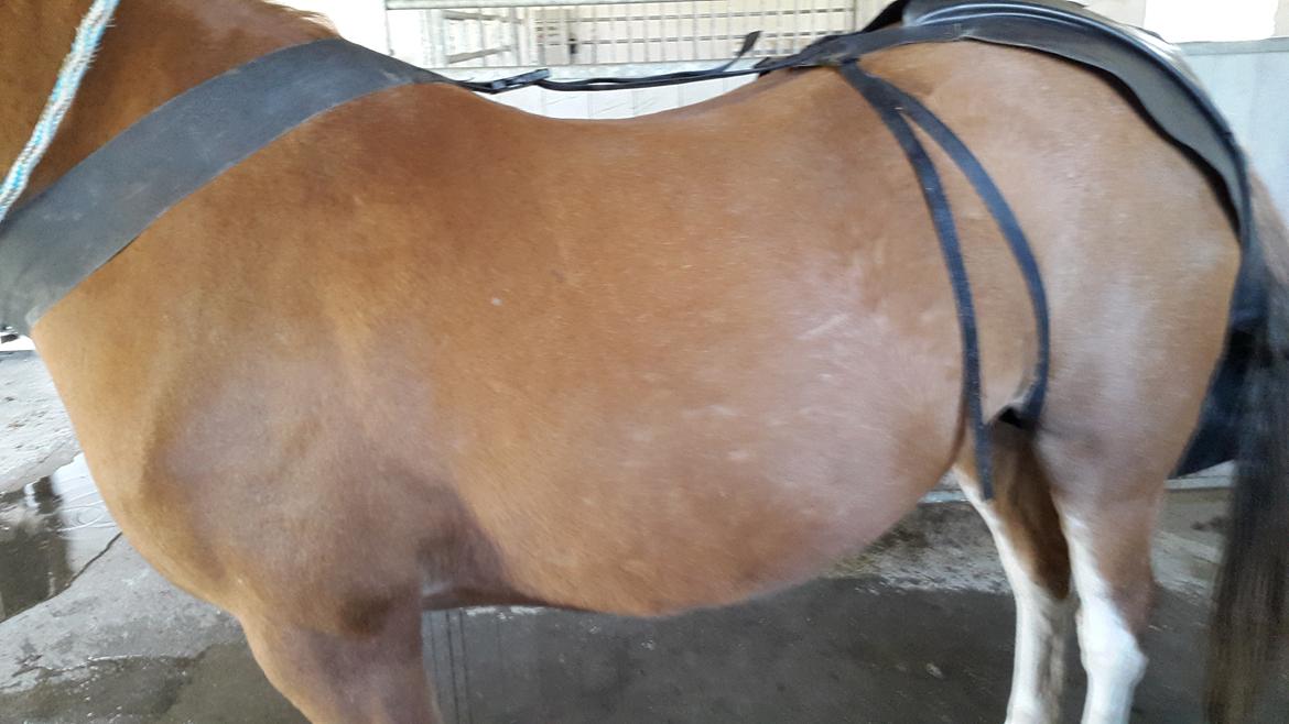 Tysk Sportspony Mr. Fancy Pants - Min stakkels meget for tykke dreng, inden træningsophold billede 17