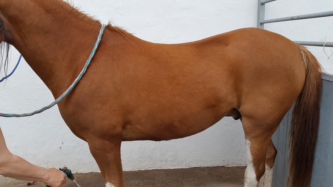 Tysk Sportspony Mr. Fancy Pants - Basse efter 3 ugers vandtræning! Waow  billede 18