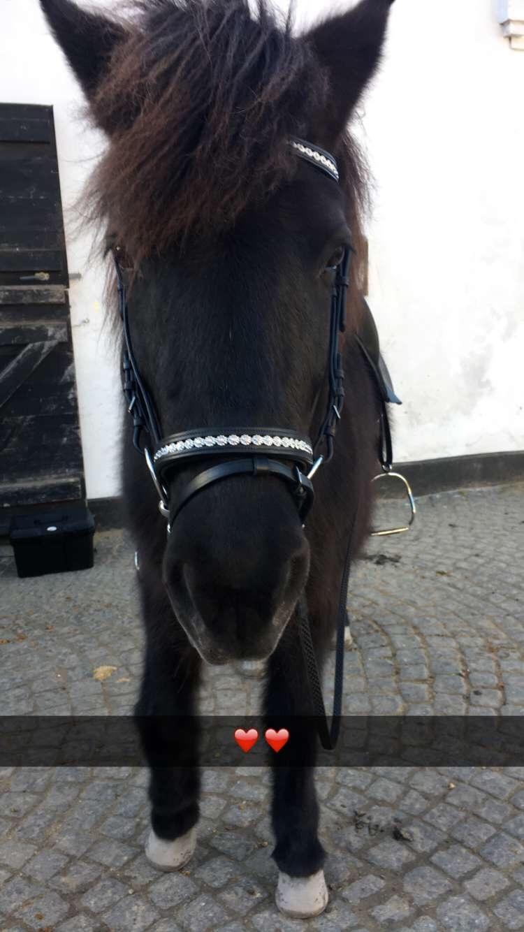 Islænder Kolka  fra Vinkærgård billede 9