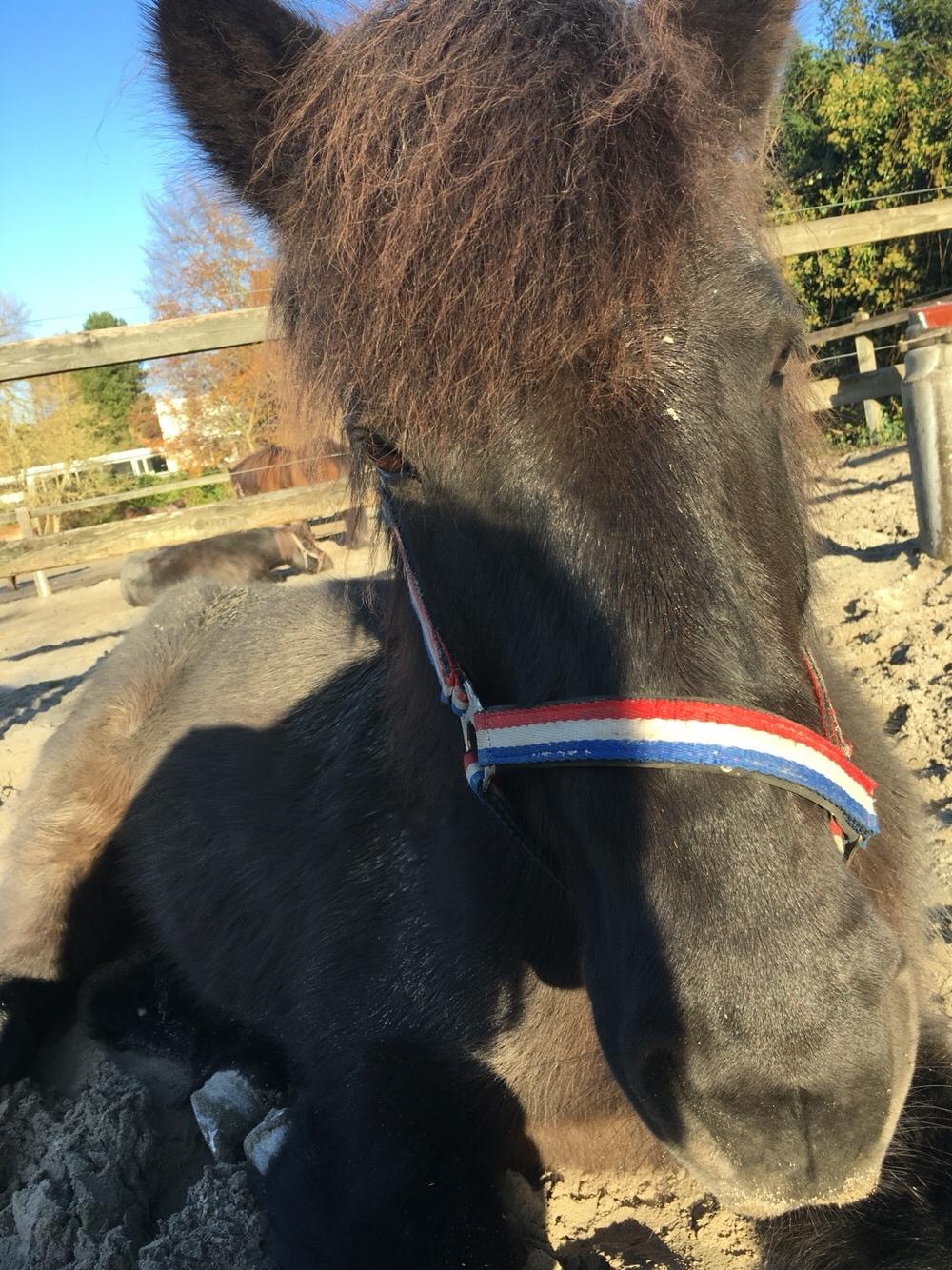 Islænder Kolka  fra Vinkærgård billede 10