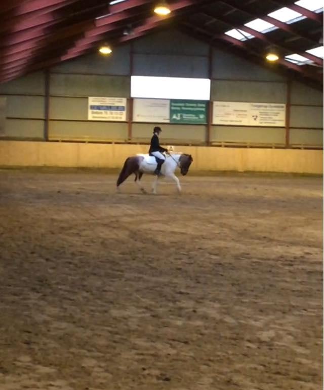 Islænder Aslan - LD2 A 66% 2 plads :))  billede 2