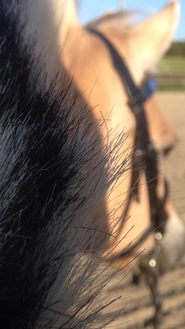 Fjordhest Silas Stanstorp - Min Elskede Bamse billede 3