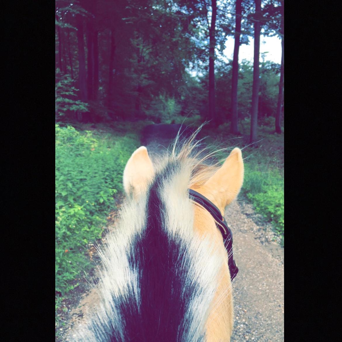 Fjordhest Silas Stanstorp - Min Elskede Bamse billede 4