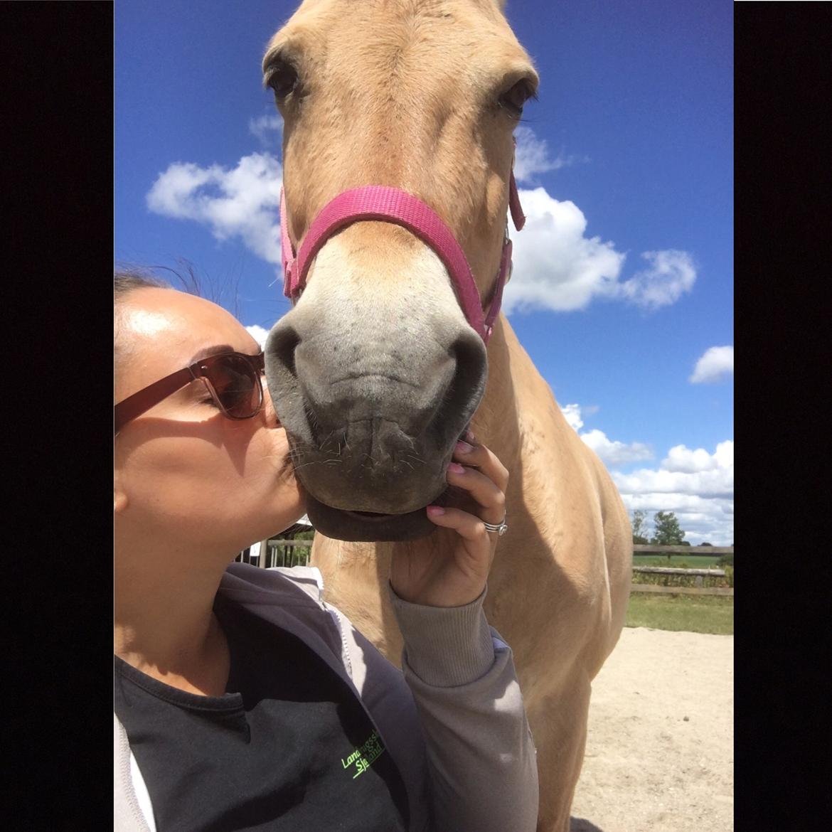 Fjordhest Silas Stanstorp - Min Elskede Bamse billede 5