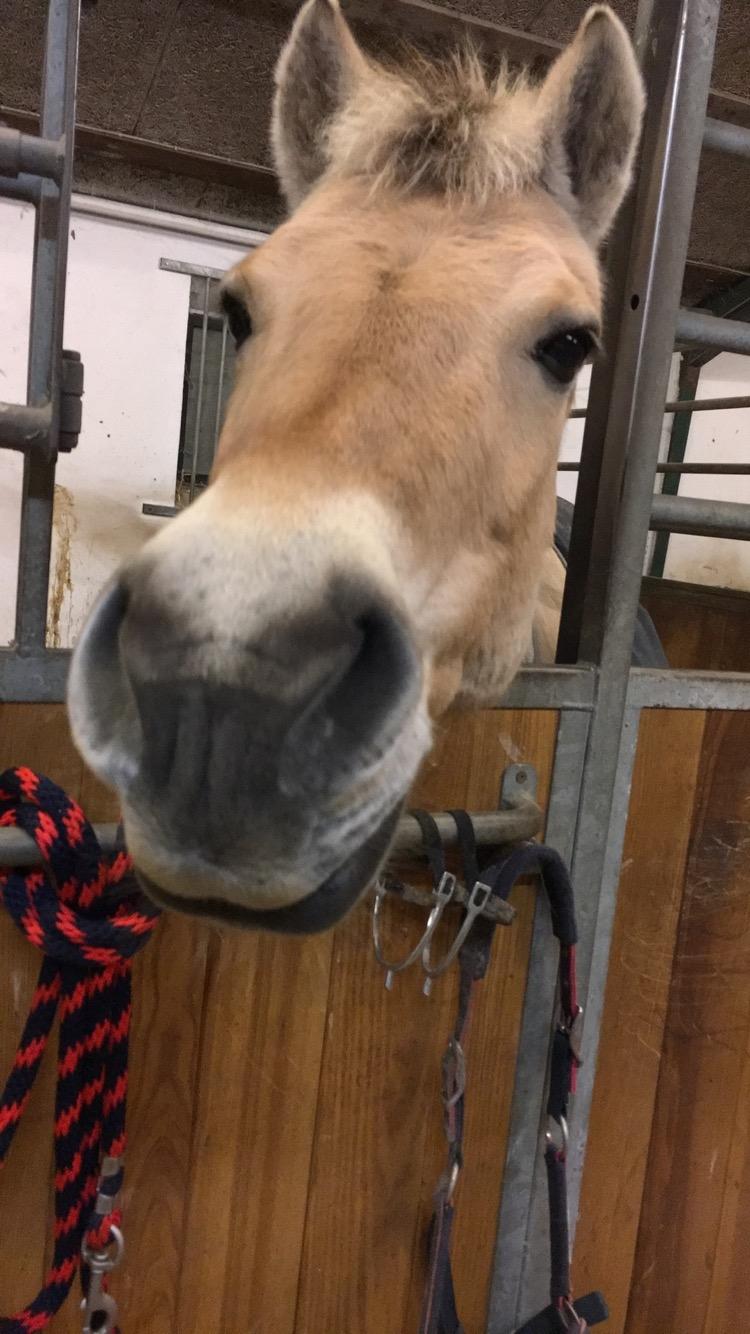 Fjordhest Silas Stanstorp - Min Elskede Bamse billede 6