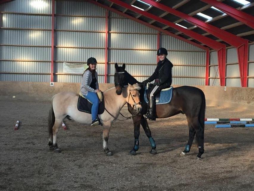 Fjordhest Silas Stanstorp - Min Elskede Bamse billede 8