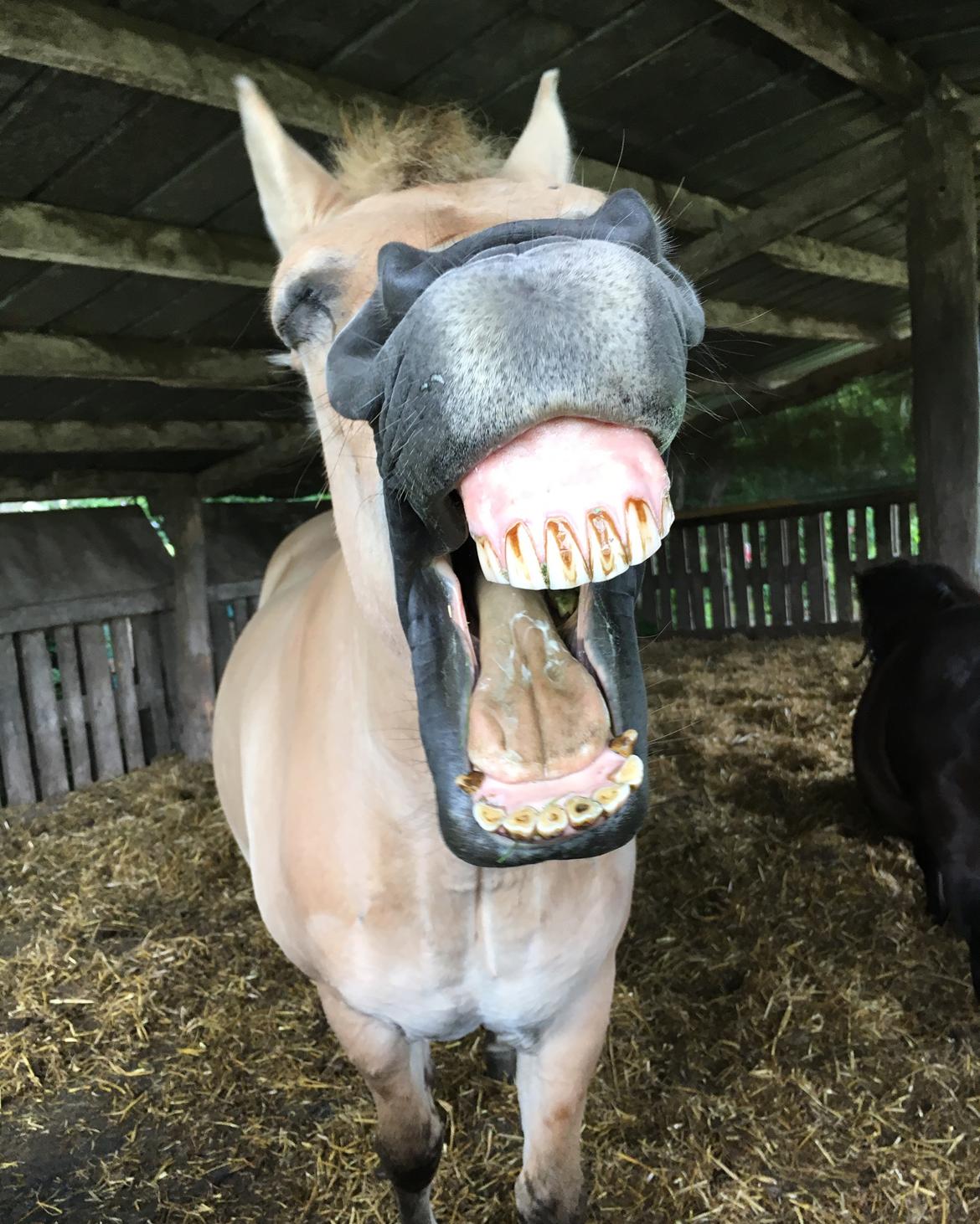 Fjordhest Silas Stanstorp - Min Elskede Bamse billede 7