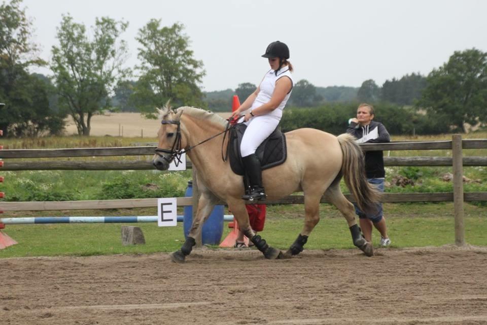 Fjordhest Silas Stanstorp - Min Elskede Bamse billede 9