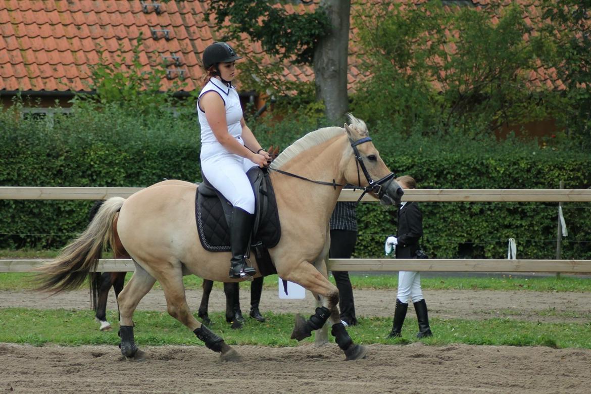 Fjordhest Silas Stanstorp - Min Elskede Bamse billede 10