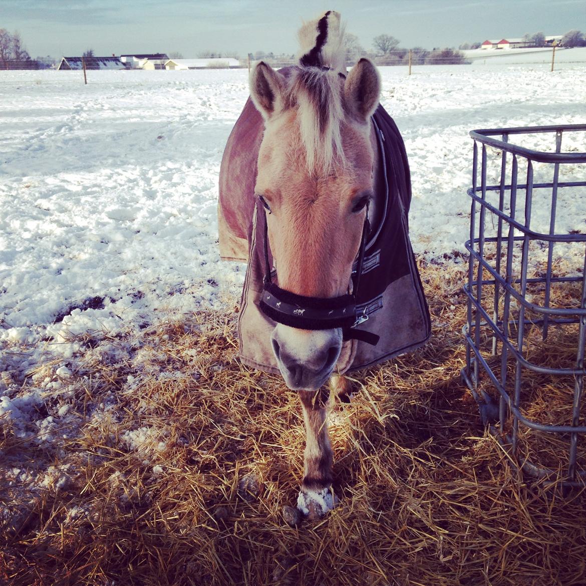 Fjordhest Silas Stanstorp - Min Elskede Bamse billede 12