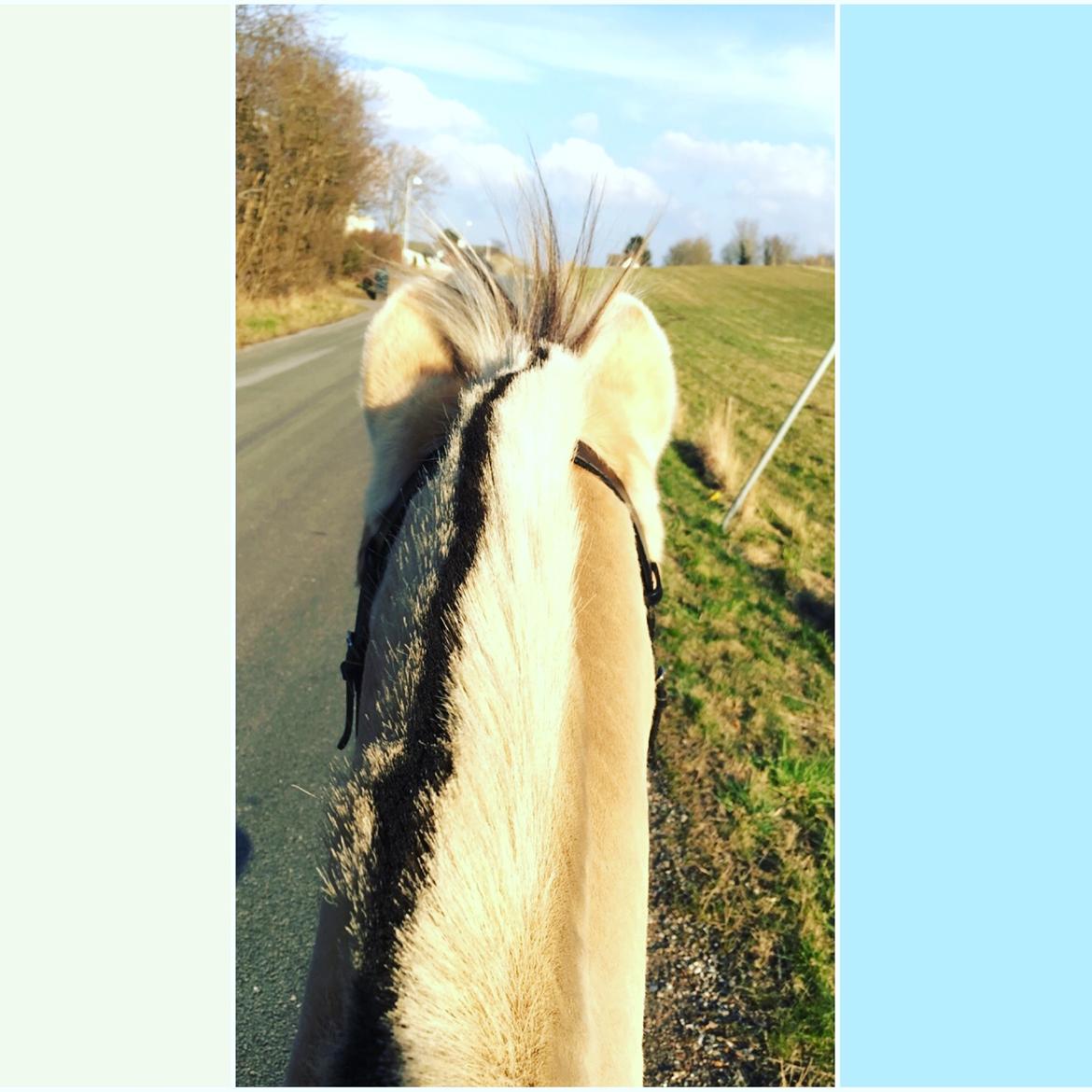 Fjordhest Silas Stanstorp - Min Elskede Bamse billede 14