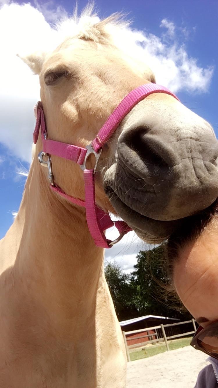 Fjordhest Silas Stanstorp - Min Elskede Bamse billede 13