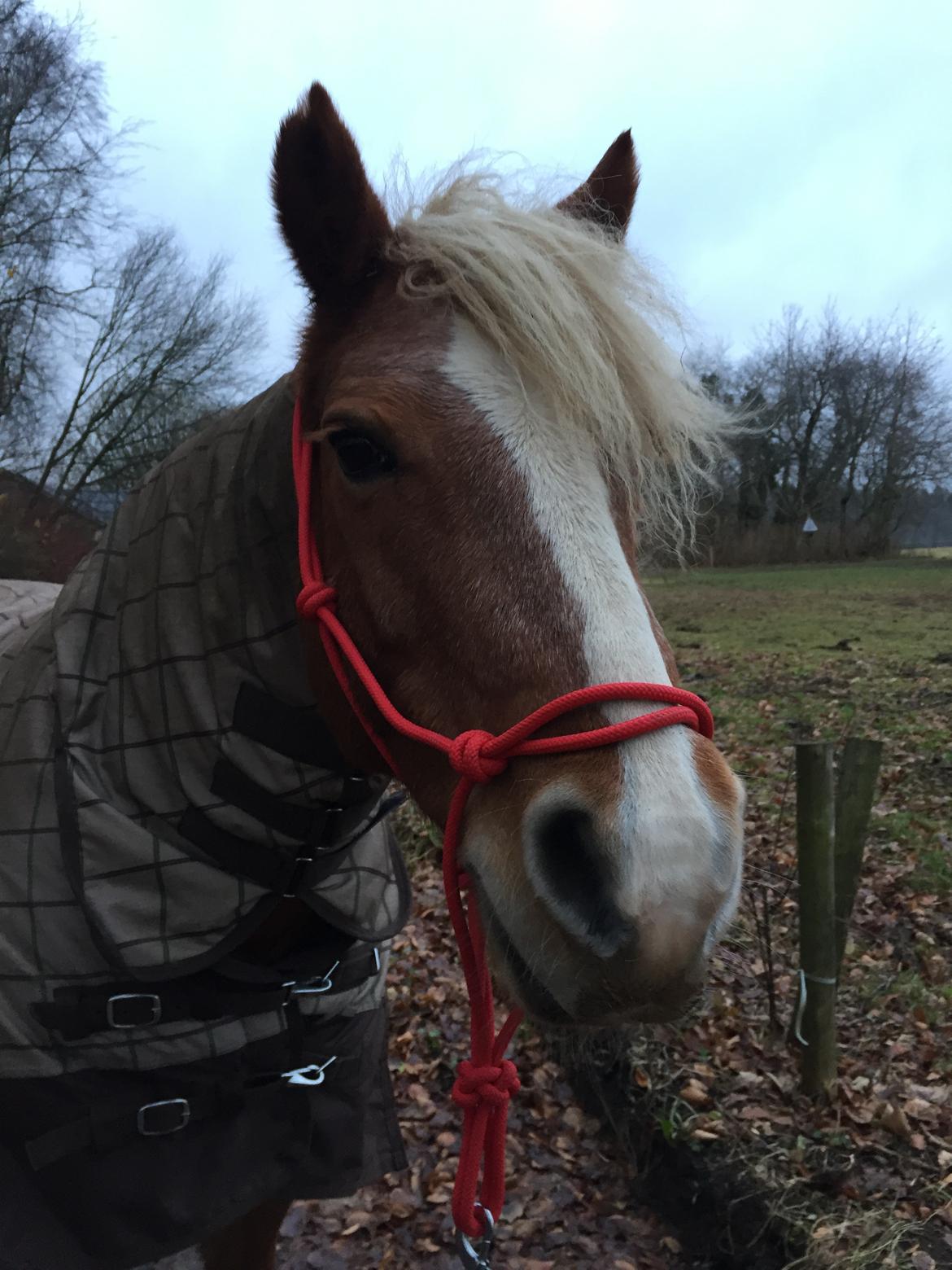 Haflinger Froukje van de oosterweg - Vi går tit ture med hende<3 billede 14