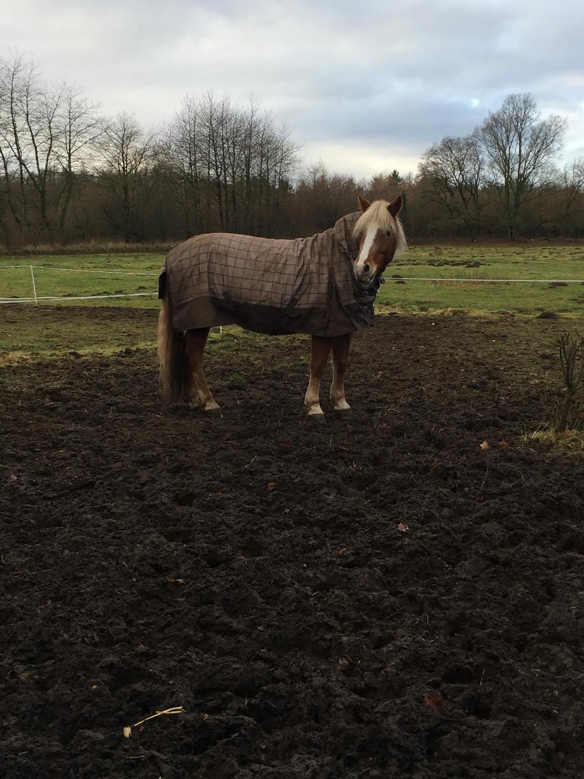 Haflinger Froukje van de oosterweg - Beskidte Froukje ;)) billede 15