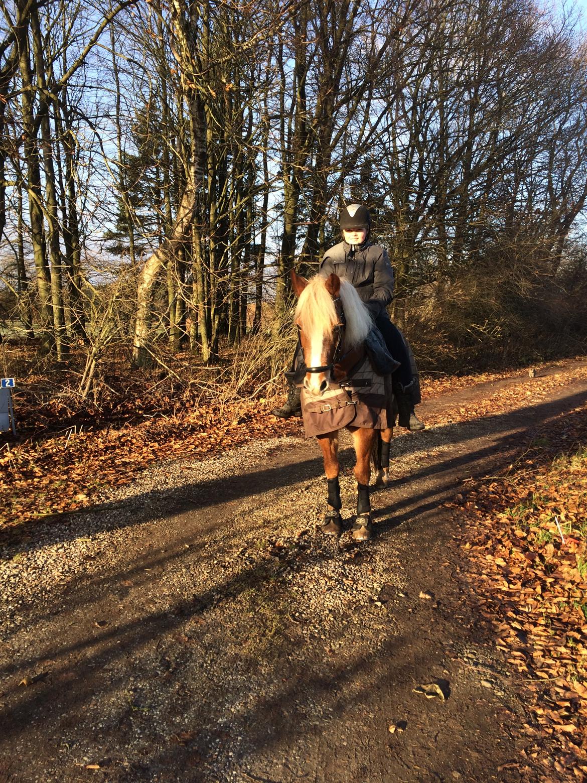 Haflinger Froukje van de oosterweg - ENDELIG oppe på Froukje efter 3 måneder!  billede 17