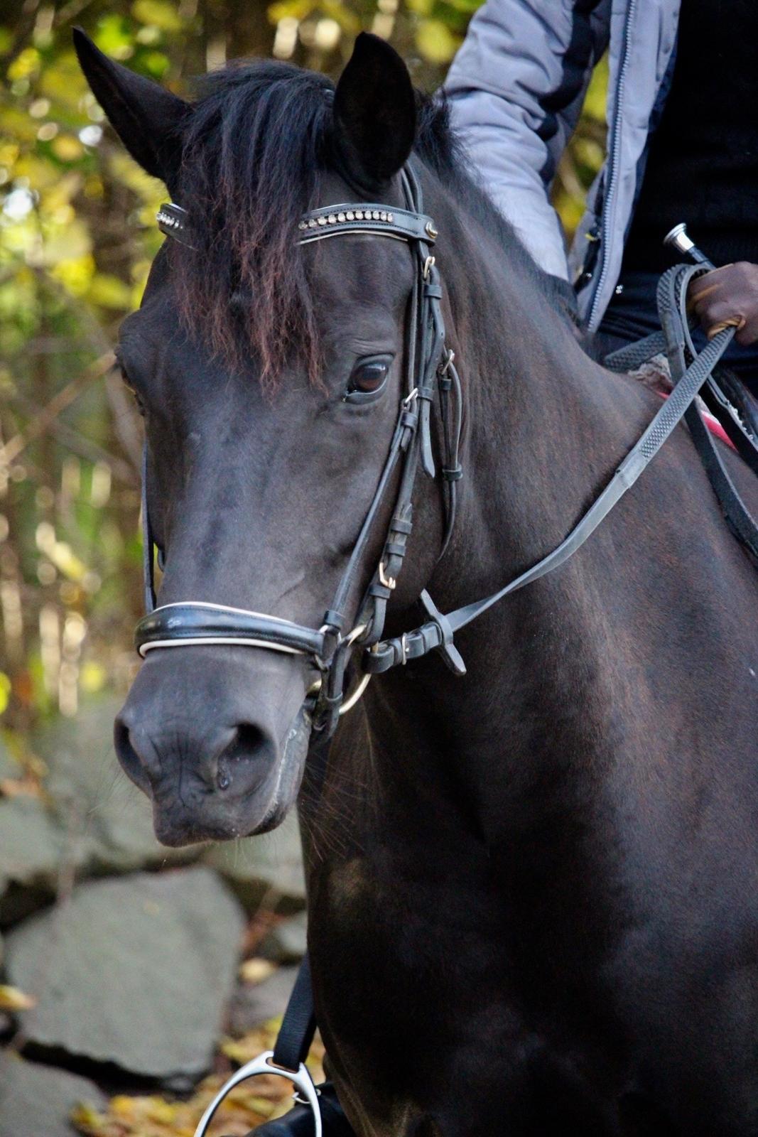 New Forest Hallinds Kaiser billede 3