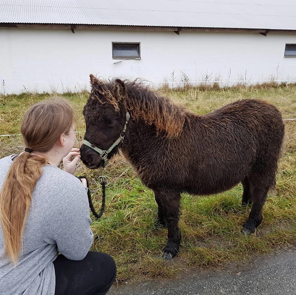 Shetlænder Annagaard Unesco - 10/12-2016 <3 billede 4