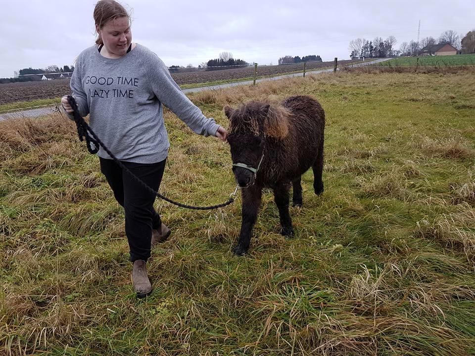 Shetlænder Annagaard Unesco - 10/12-2016 <3 billede 5