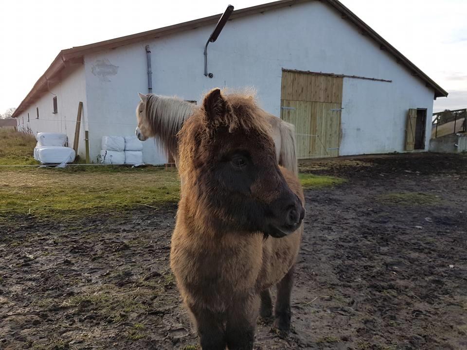 Shetlænder Annagaard Unesco billede 8