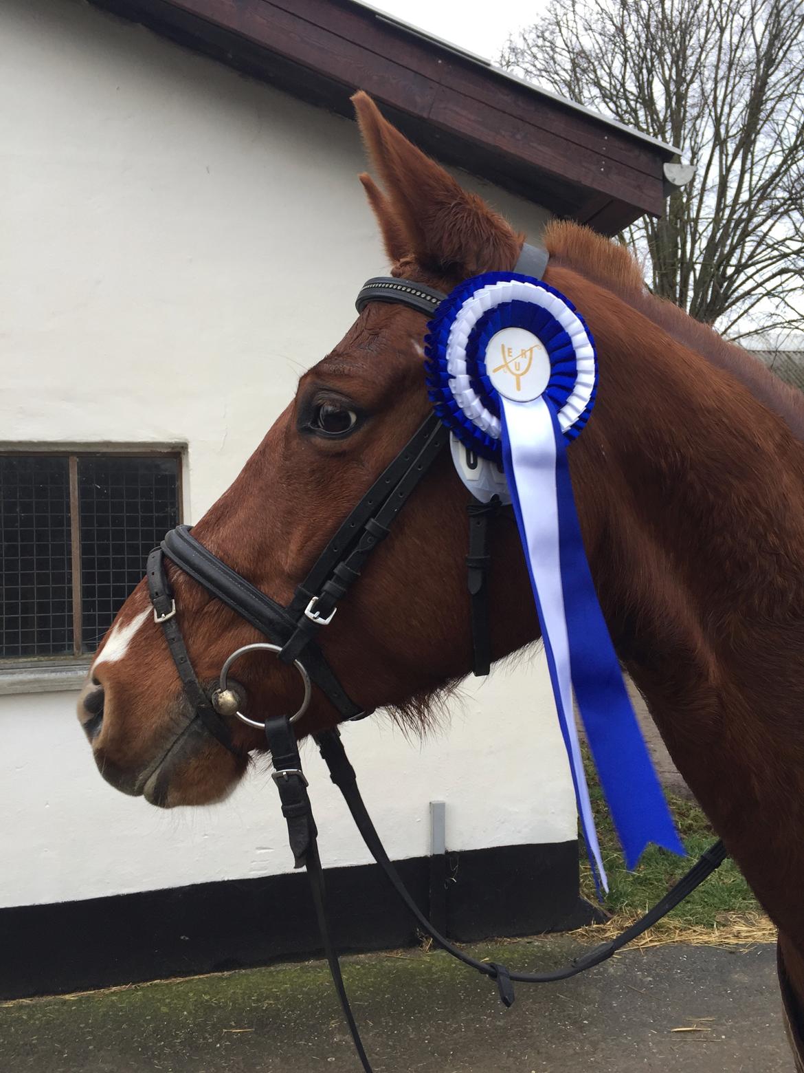 DSP B-Ready - B's første roset :) billede 6