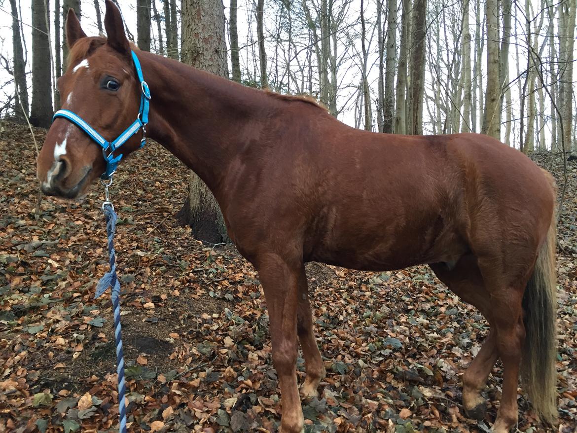 DSP B-Ready - Skovtur. Miljøtræning. billede 8