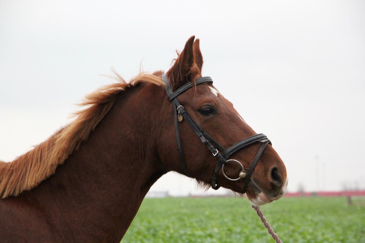 DSP B-Ready billede 7