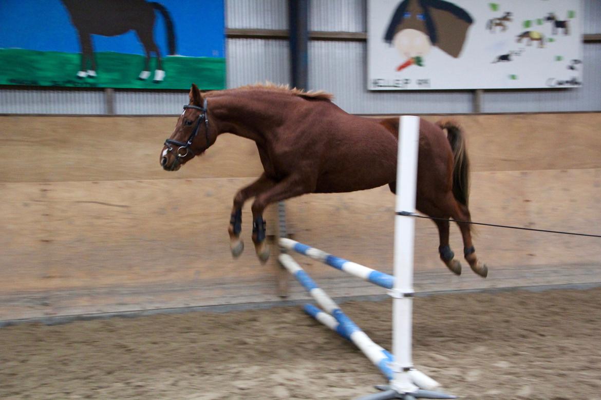 DSP B-Ready - Løsspringning for første gang billede 3