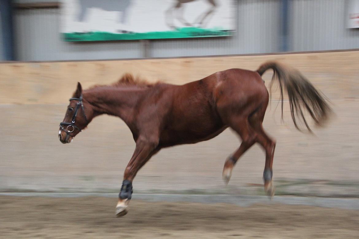 DSP B-Ready billede 19