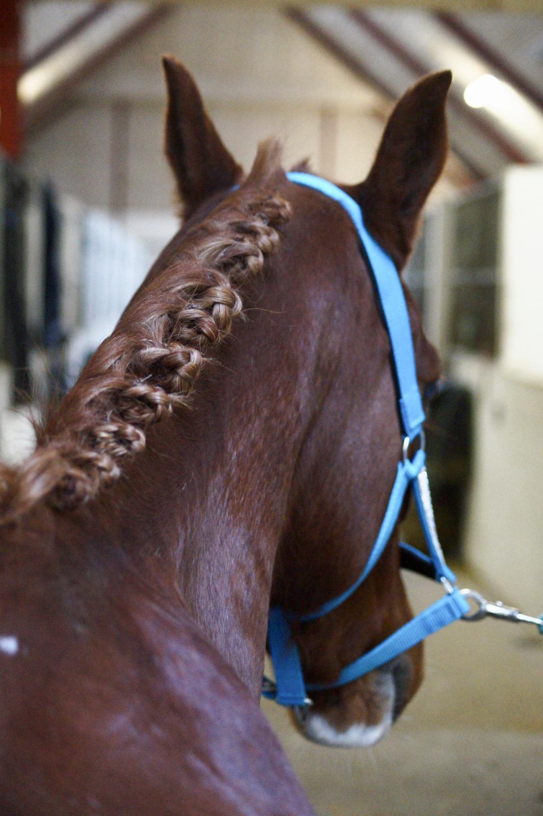 DSP B-Ready billede 17