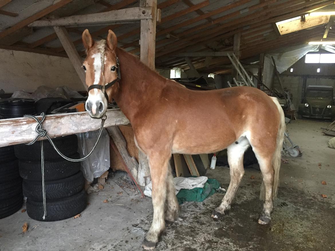 Haflinger Willy Kippinge Solgt billede 6