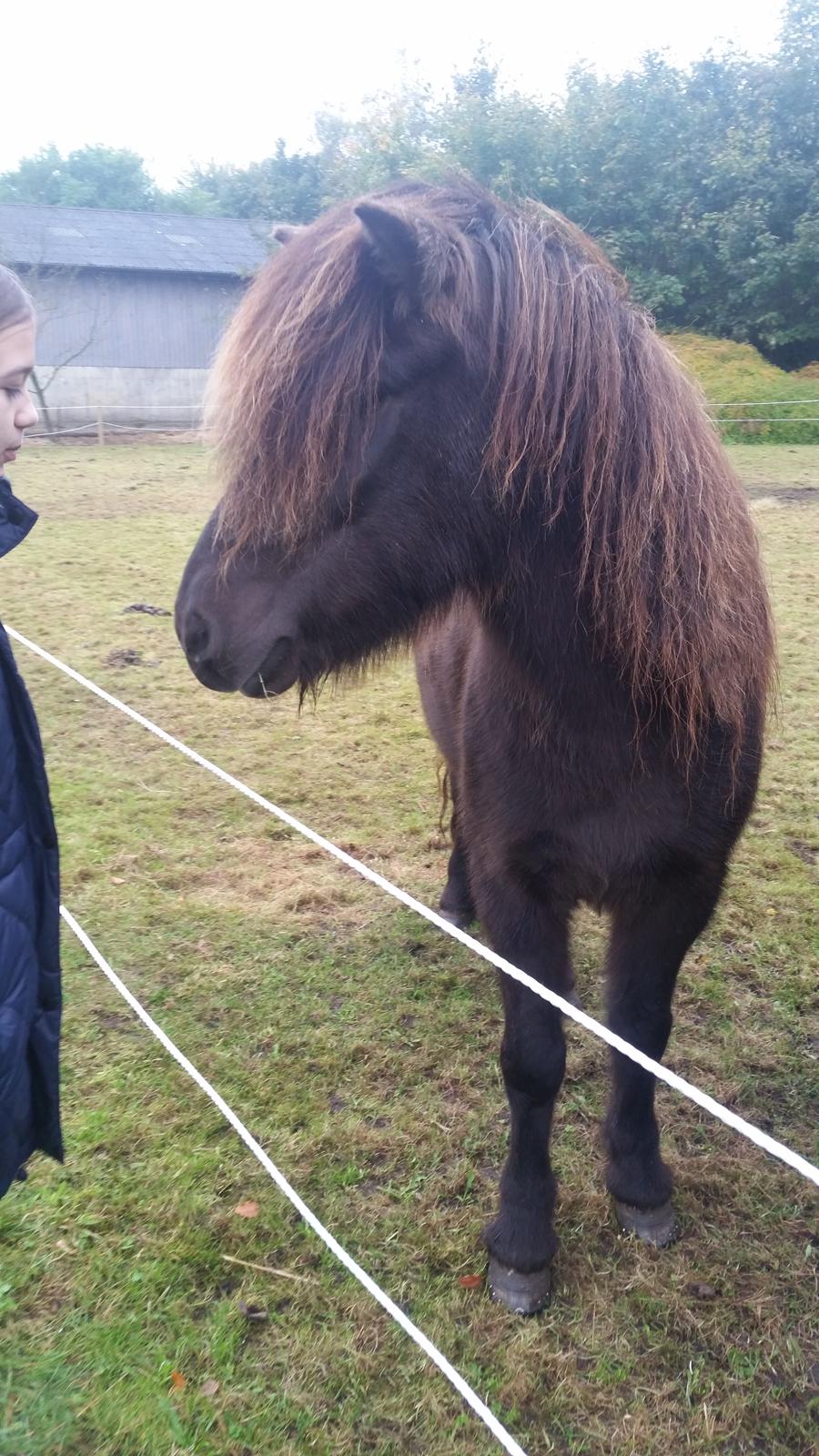 Islænder Vinur fra Dejbjerg  billede 1