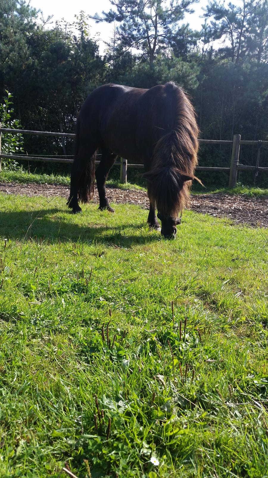 Islænder Vinur fra Dejbjerg  billede 2