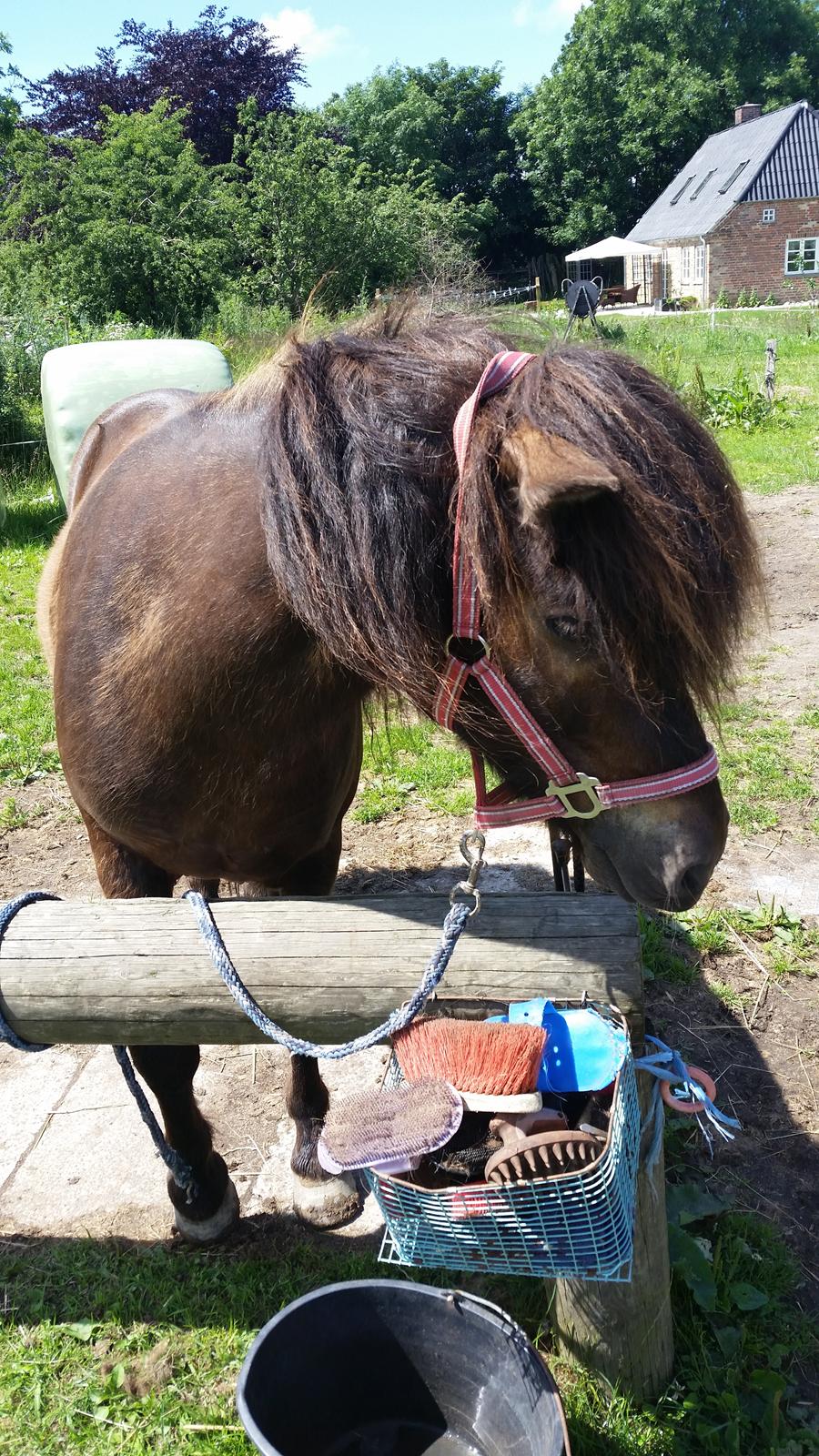 Islænder Vinur fra Dejbjerg  billede 3