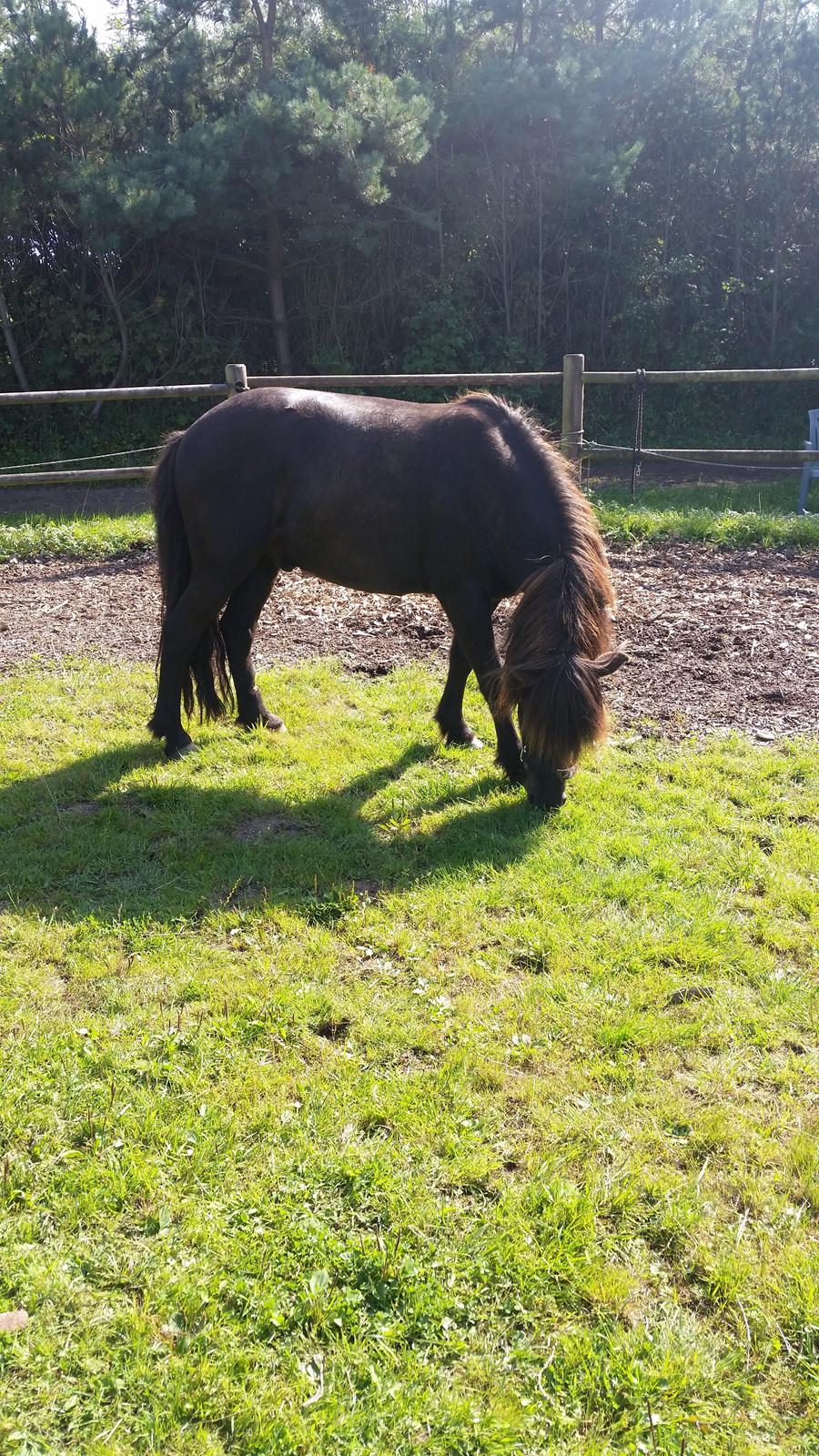 Islænder Vinur fra Dejbjerg  billede 5
