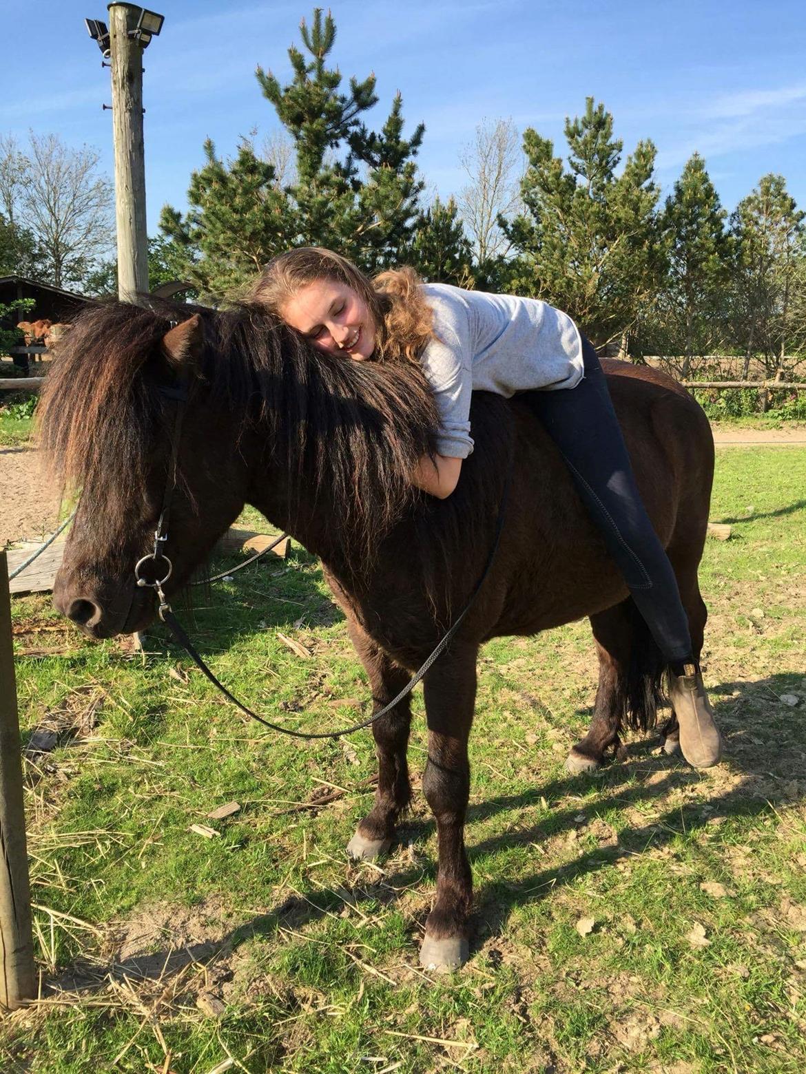 Islænder Vinur fra Dejbjerg  billede 6