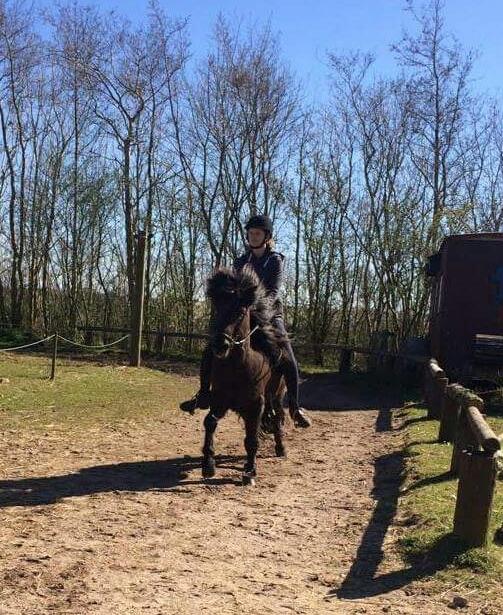 Islænder Vinur fra Dejbjerg  billede 7