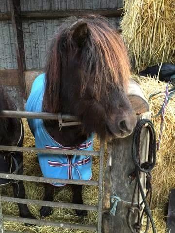 Islænder Vinur fra Dejbjerg  billede 8