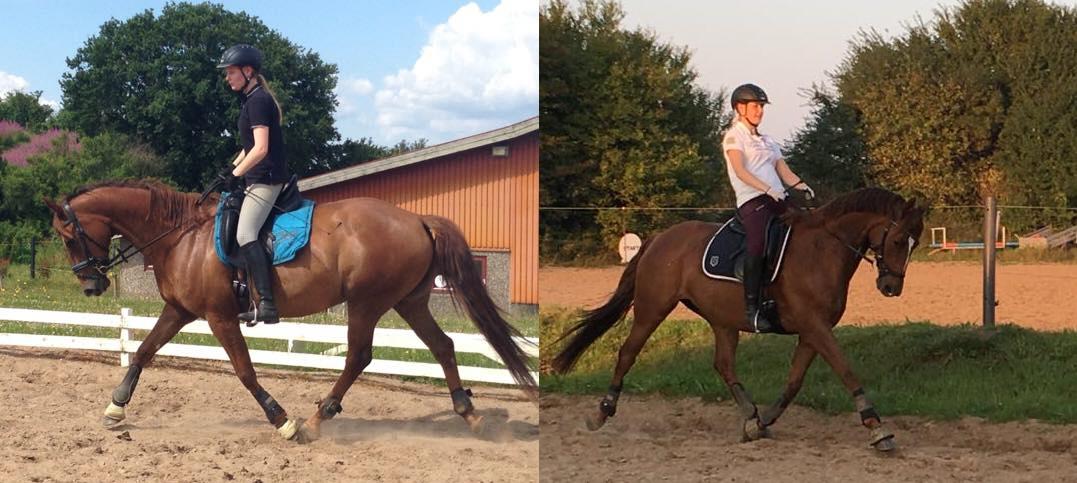 Dansk Varmblod Lille daugårds lady hit - Et års hårdt arbejde! billede 11