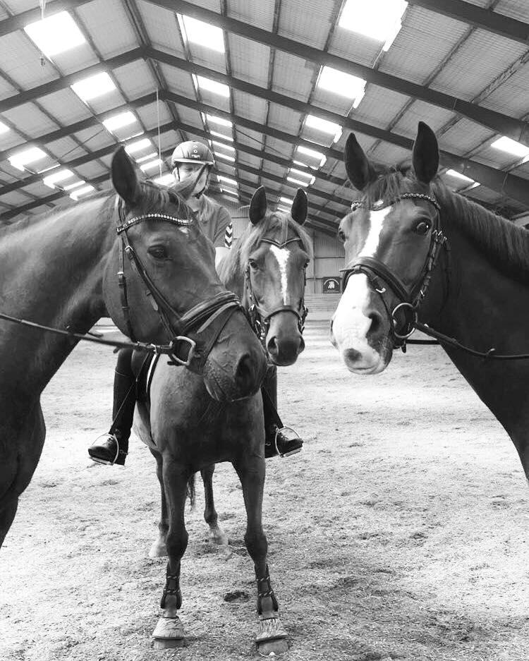 Dansk Varmblod Lille daugårds lady hit billede 14