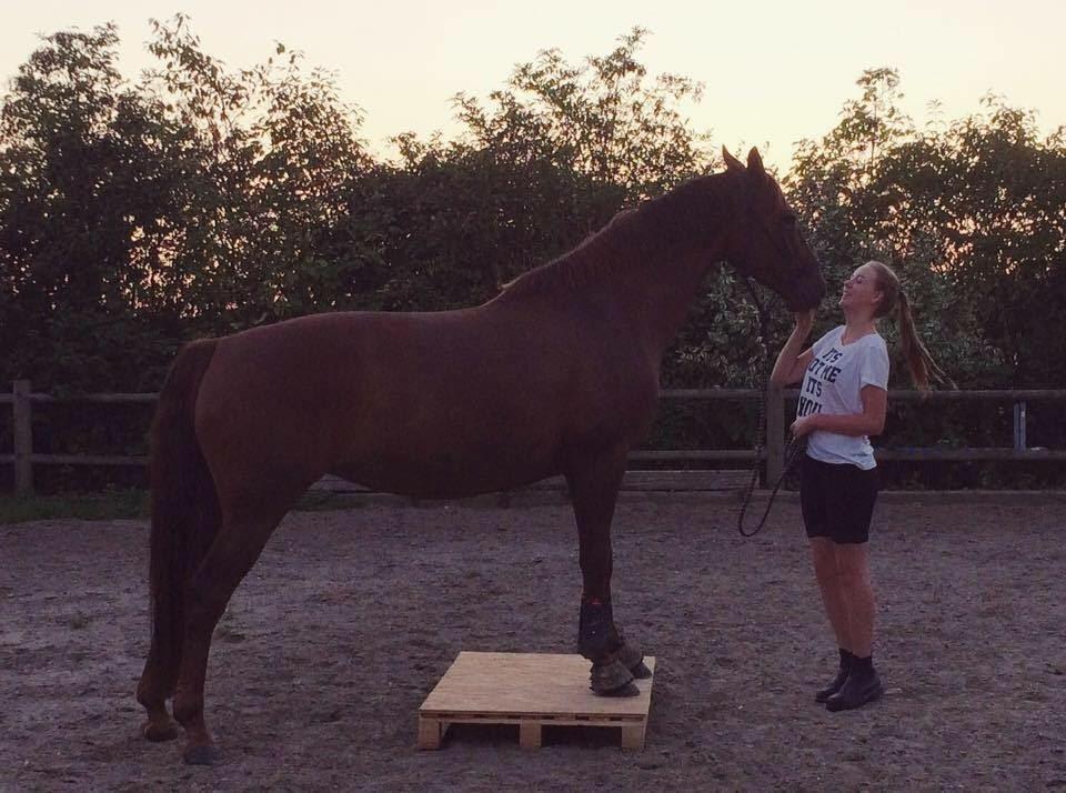 Dansk Varmblod Lille daugårds lady hit - Paller er intet problem! billede 10