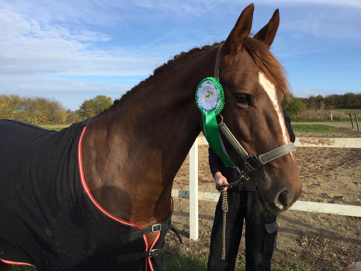 Dansk Varmblod Lille daugårds lady hit - Første pladsering <3 billede 13