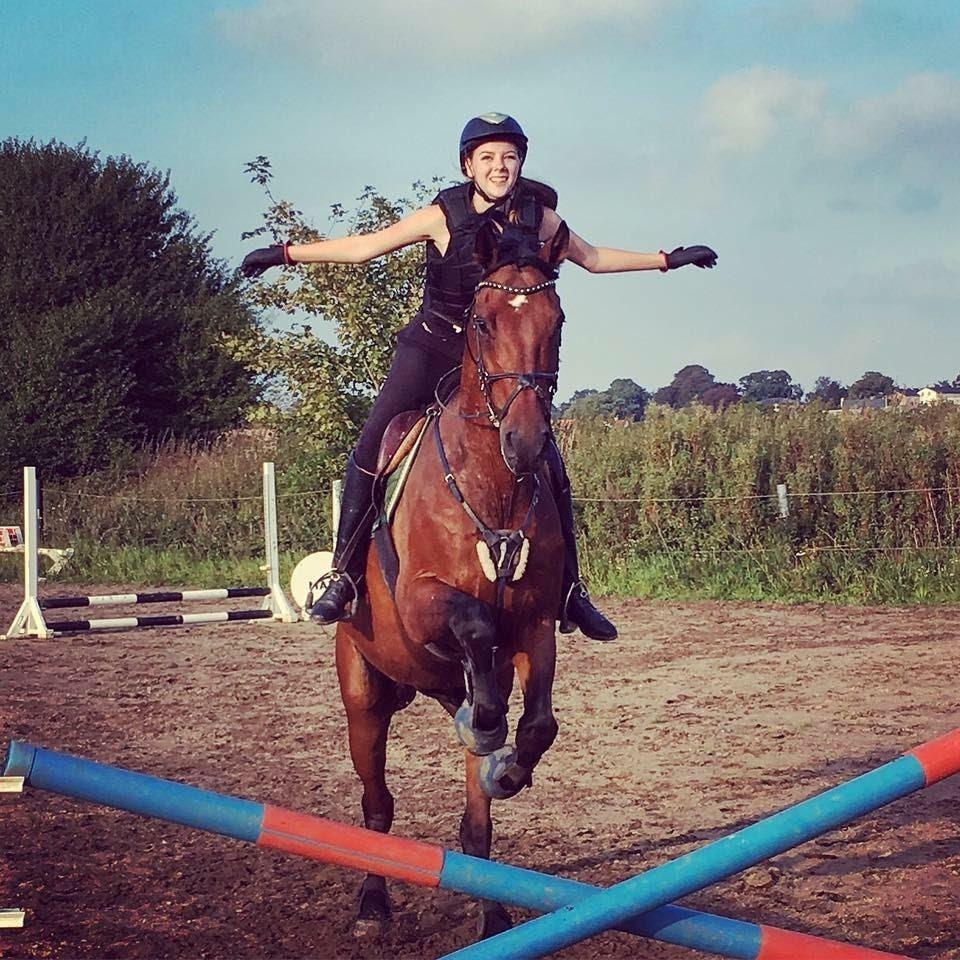 Hollandsk Varmblod W. catsburg billede 6