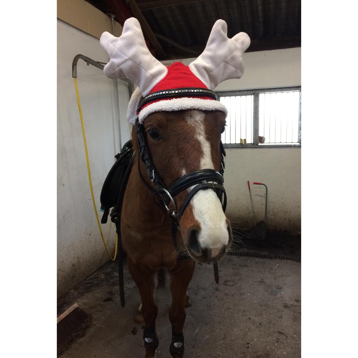 DSP hesselbjergs sunset billede 15