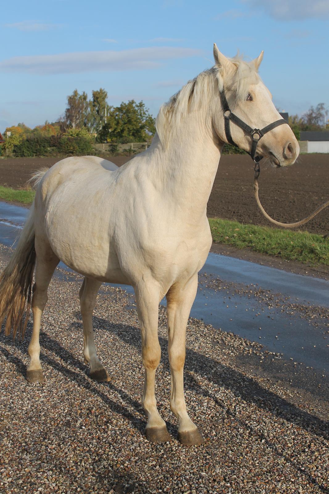 DSP Ørnagergård Caluni billede 9