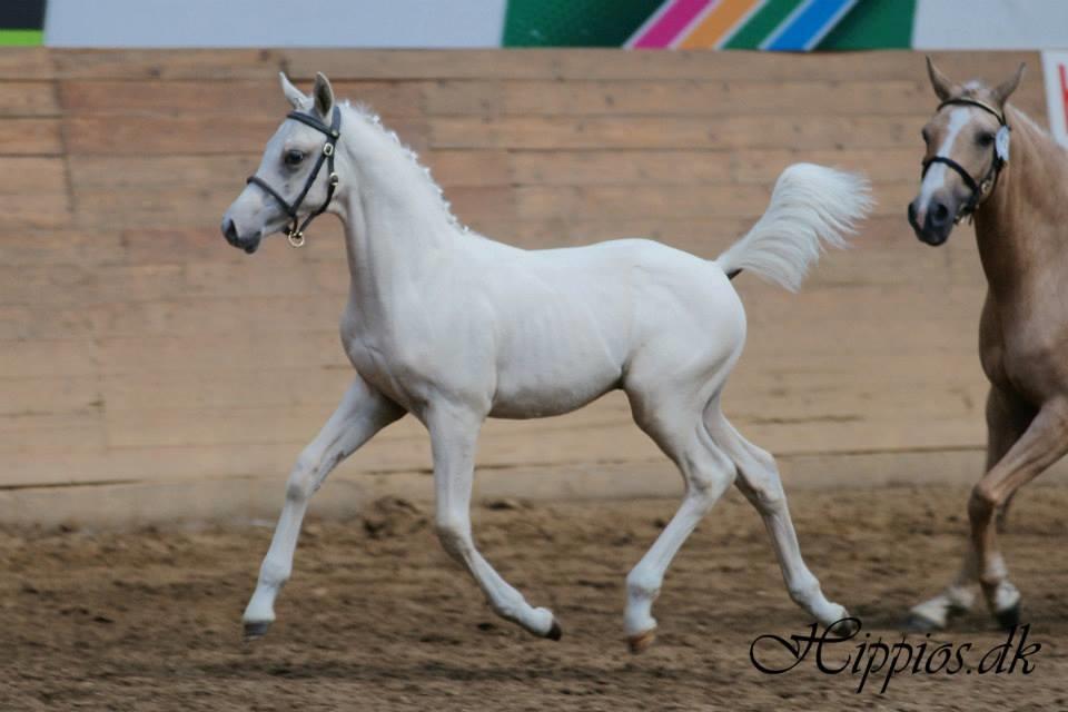 DSP Ørnagergård Caluni billede 8