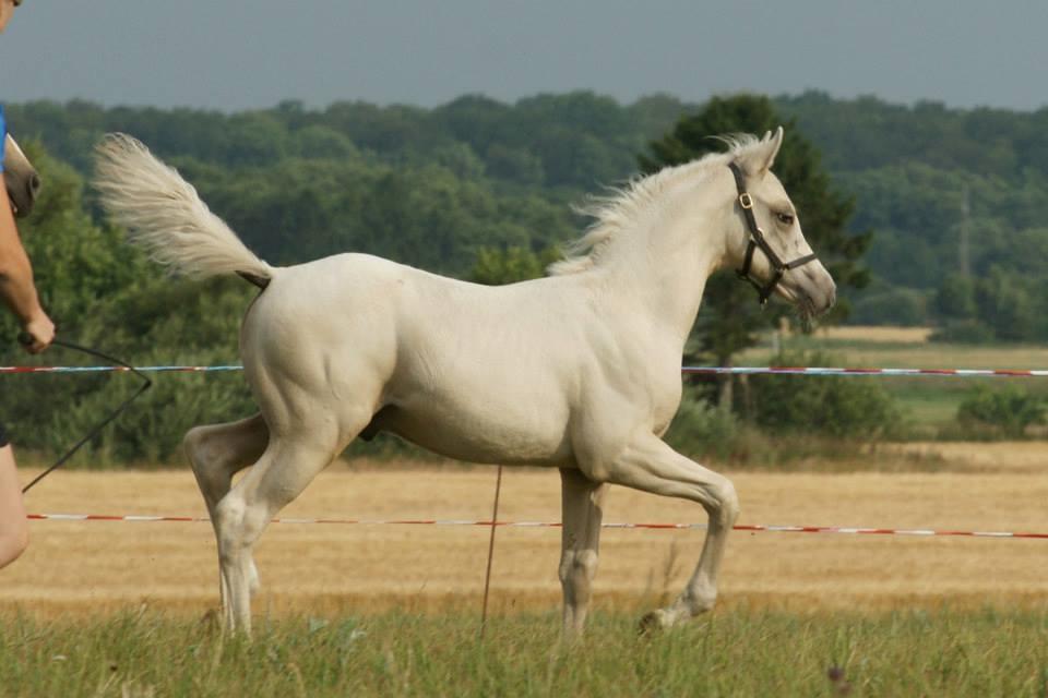 DSP Ørnagergård Caluni billede 4
